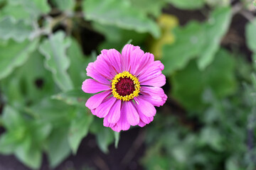 Obraz premium Zinnia elegans. Bredsinnia, also known as sunbow purple flower. summer flower, close-up, top view. beauty in nature. flowerbed in summer. seasonal bloom
