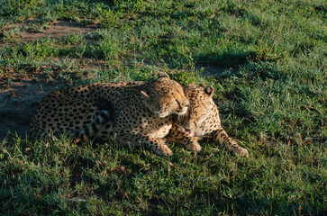 Two cheetahs hunting, cuddling and cleaning each other in the wild. Wildlife safari, 2 cheetahs, leopards, animal print, cute animals, love, animals cuddling, African safari, maasai mara, kenya