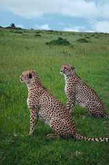 Two cheetahs hunting, cuddling and cleaning each other in the wild. Wildlife safari, 2 cheetahs, leopards, animal print, cute animals, love, animals cuddling, African safari, maasai mara, kenya
