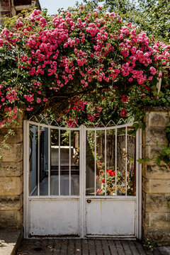 Charming Gate Covered in Pink Roses

