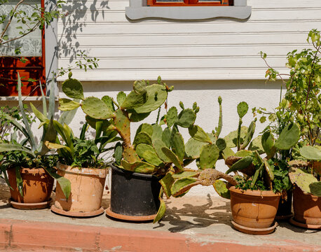 Potted Cacti and Succulents in Sunlight

