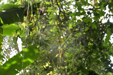View of a Pear-shaped leucauge spider and its spider web is being exposed to sunlight