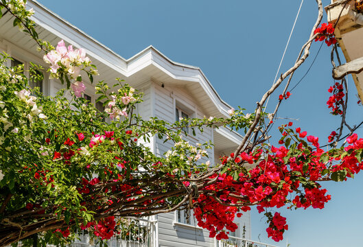 Colorful flowers blooming on a white house

