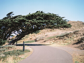 Leaning Tree at Point Reyes Landscape