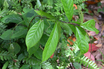 A camouflaged common green forest lizard sitting on top of a wild plant stem