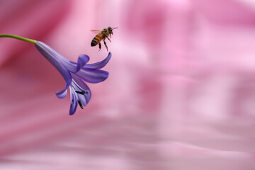 Bee taking off from flower into light. 