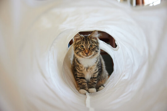 Kitten and her play tunnel