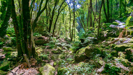 El Cubo de la Galga Laurel forest wood, La Palma island, Canary islands, Spain