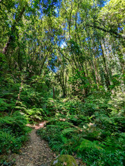 El Cubo de la Galga Laurel forest wood, La Palma island, Canary islands, Spain