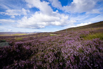 Naklejka premium The image shows a field of purple heather in Scotland. The scenery includes clouds in the sky, grass, and hills / mountains in the background.