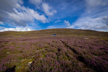 The image shows a field of purple heather in Scotland. The scenery includes clouds in the sky, grass, and hills / mountains in the background.