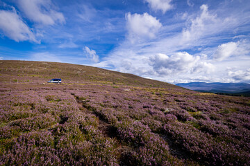 The image shows a field of purple heather in Scotland. The scenery includes clouds in the sky, grass, and hills / mountains in the background.