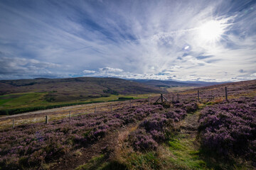 The image shows a field of purple heather in Scotland. The scenery includes clouds in the sky, grass, and hills / mountains in the background.