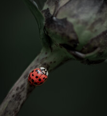 Macro photo of ladybug crawling along stem of flower