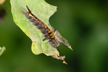 Nahaufnahme einer Raupe des Schlehenspinners auf einem Eichenblatt.