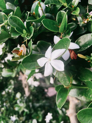 White flower with green leaves 