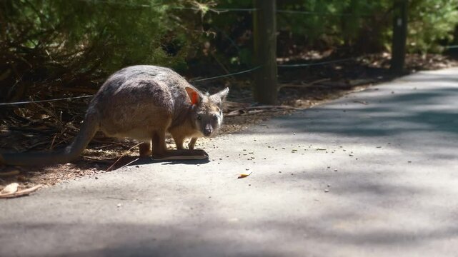 The agile wallaby, Macropus agilis also known as the sandy wallaby is a species of wallaby found in northern Australia and New Guinea.