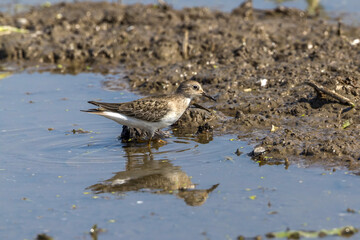 レンコン畑で餌を探すオジロトウネン