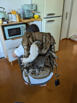 UGC: Man Trying Camping Backpack with Cat

