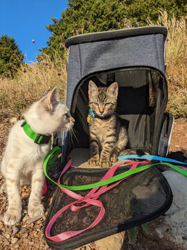 UGC: Cats on Leash in Nature

