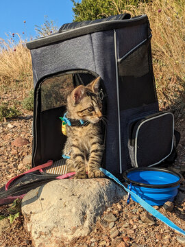 UGC: Cats on Leash in Nature

