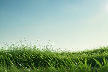 Fototapeta premium grass and sky