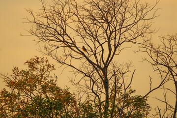 Bird perched on a tree at sunset with golden sky