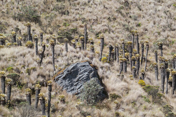 Daytime scenery of a Colombian paramo (highland)