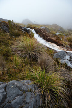 High Andean paramo landscape
