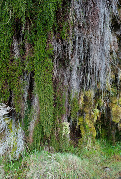 Water-producing plants in South American Paramos