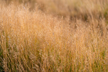 Summer meadow with dry grassy plant. Field nature background. Grassland meadow. Field in countryside. Autumn or fall natural field. Countryside nature with dry grassy plant