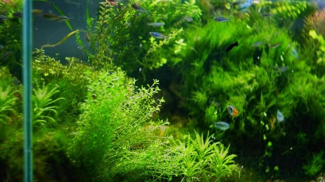 Hemianthus pearlweed, vivid color Boesemani rainbowfish in Amano style planted iwagumi aquascape aquadesign, bright LED light, tropical aquatic plant care, explore and research concept, glass corner