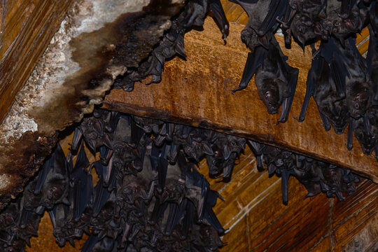 Family of bats on the roof of a building