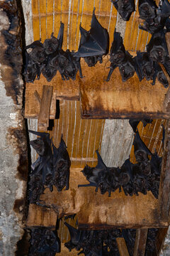 Bat roost in abandoned building