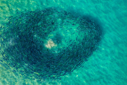 A close aerial view of a school of Australian Salmon