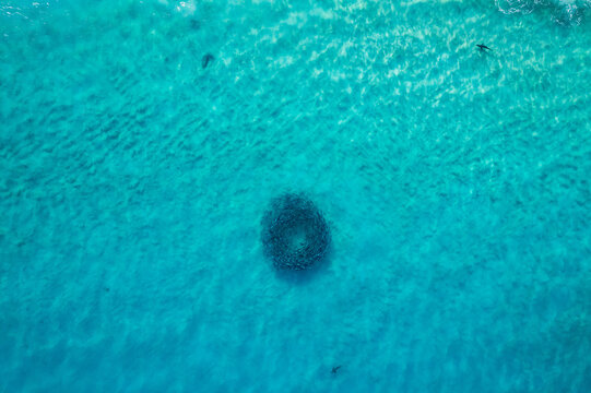Two sharks circling a fish ball in clear water.