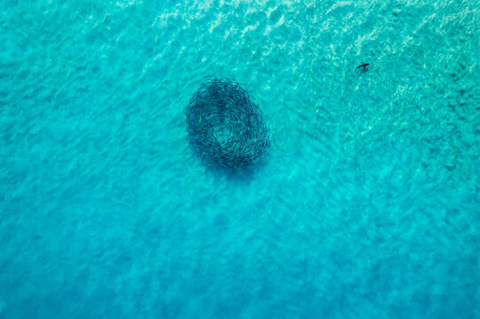 A bait ball with a shark nearby