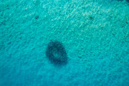 Shark circling a fish ball aerial perspective 