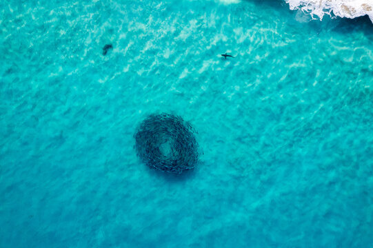 Shark circling a fish ball in clear water.