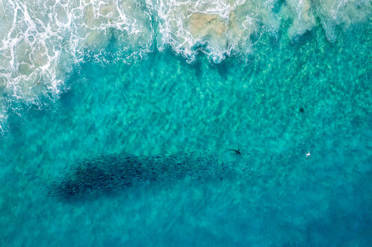 Shark and school of fish aerial view 