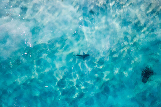 Aerial view of a shark in clear ocean