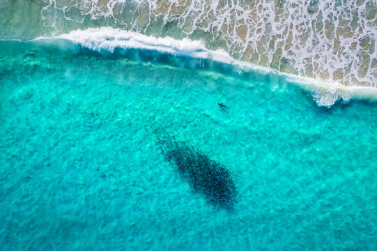 Shark and salmon school aerial view