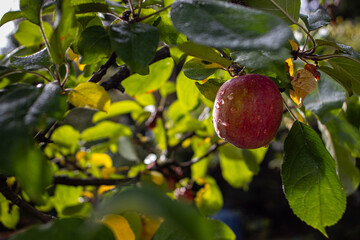 Close up of freash red apple on branch in orchard