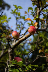 Close up of freash red apple on branch in orchard