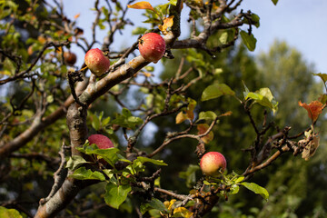 Close up of freash red apple on branch in orchard