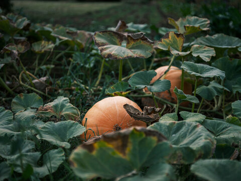 Pumpkin in garden