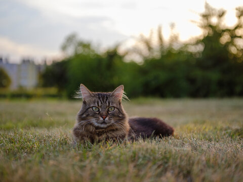 Long haired cat relaxing in grass