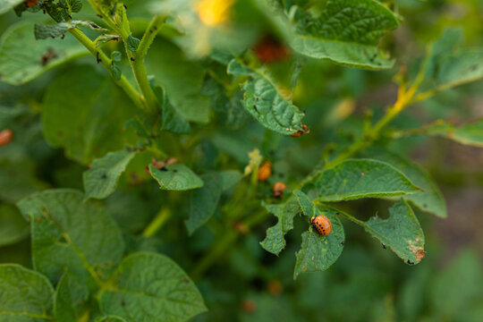  larvae eat vegetable plant