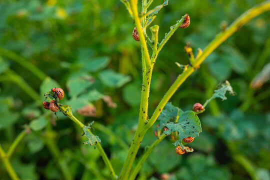  beetle larvae spoil potatoes