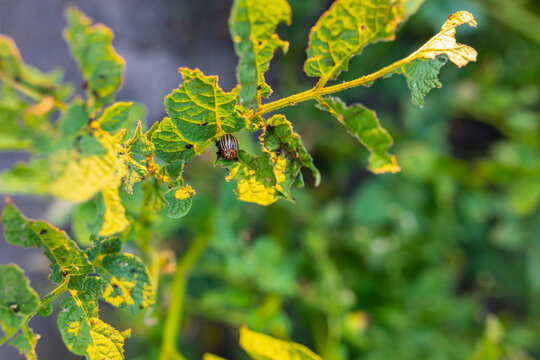  Colorado potato beetle on potatoes